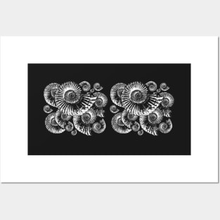 Fossil Ammonite illustration Posters and Art